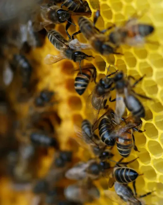 Framed Print : Bees are seen on honeycombs inside a beehive in Gharghur
