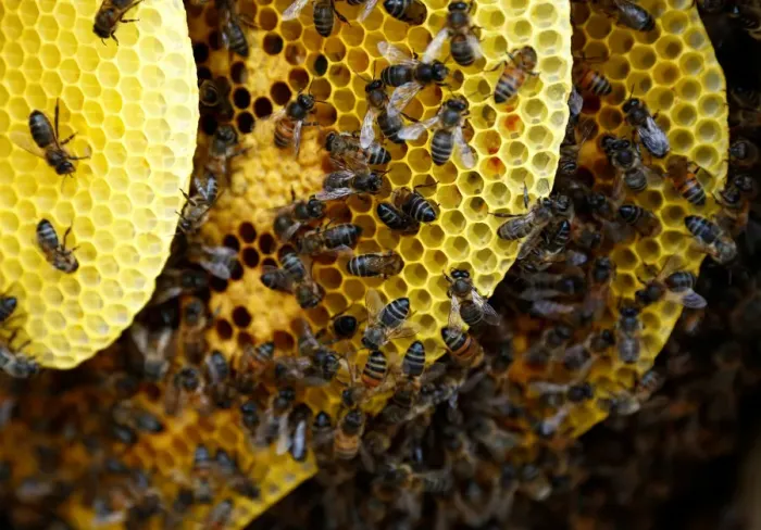 Framed Print : Bees are seen on honeycombs inside a beehive in Gharghur Framed Print : Bees are seen on honeycombs inside a beehive in Gharghur