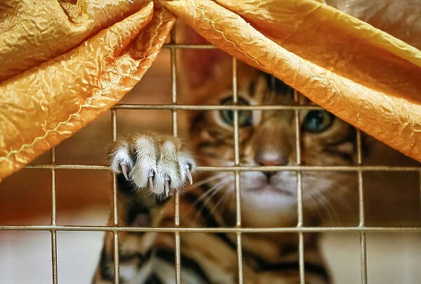 A Bengal kitten looks on inside a cage during a local cat exhibition in Almaty