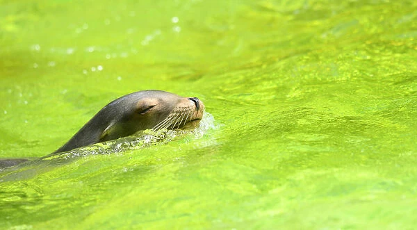 Berlin Zoo prepares for heatwave