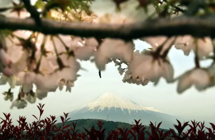 Framed Print : BEST QUALITY AVAILABLE JAPANs MOUNT FUJI IS SEEN BEHIND BLOOMING CHERRY BLOSSOMS IN FUJI Framed Print : BEST QUALITY AVAILABLE JAPANs MOUNT FUJI IS SEEN BEHIND BLOOMING CHERRY BLOSSOMS IN FUJI