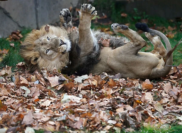 Bhanu, an Asiatic lion, rolls in leaves scented with cardamom