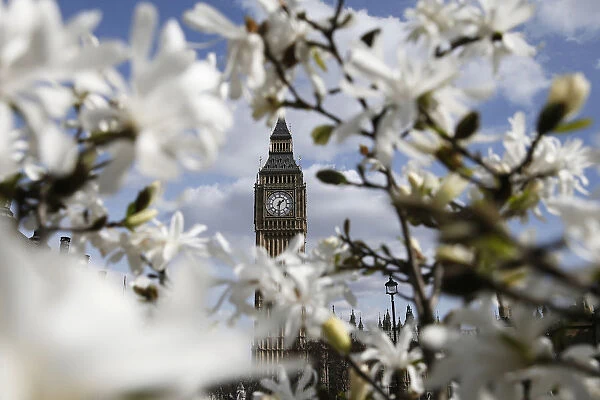 The Big Ben clock tower is seen through blooming flowers in central London
