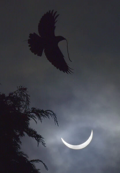 A bird carries a twig as it flies, with a partial solar eclipse seen behind