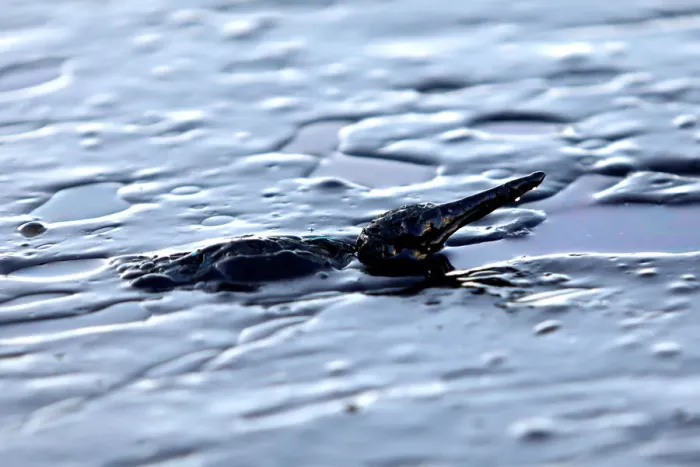Framed Print : A bird covered in oil that leaked from a small oil tanker that sank on September 10 Framed Print : A bird covered in oil that leaked from a small oil tanker that sank on September 10