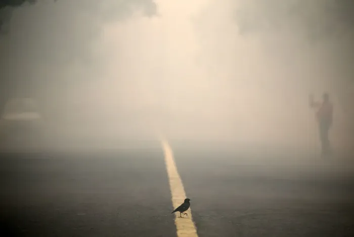Framed Print : A bird crosses a smog covered road in New Delhi Framed Print : A bird crosses a smog covered road in New Delhi