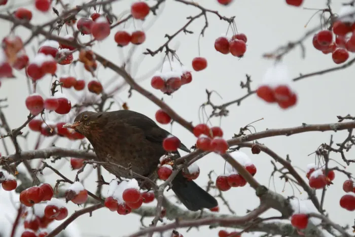 Framed Print : A bird eats berries on a snow-covered tree in Le Touquet Framed Print : A bird eats berries on a snow-covered tree in Le Touquet