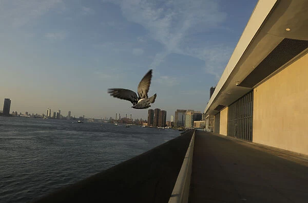 A bird flies away over the East River during the 2019 United Nations Climate Action