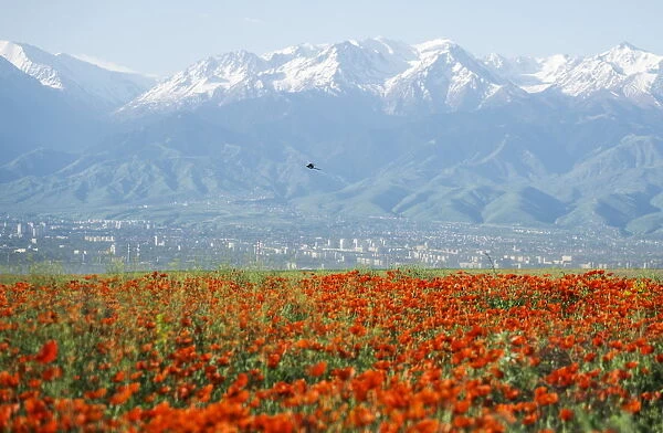 A bird flies over a blossoming poppy field against the backdrop of a city