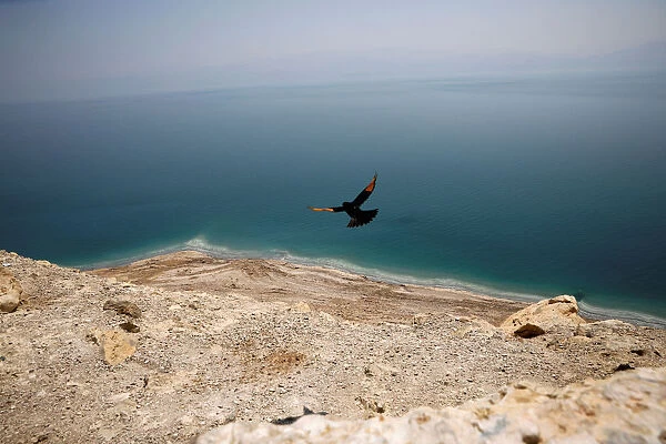 A bird flies near a cliff overlooking the Dead Sea