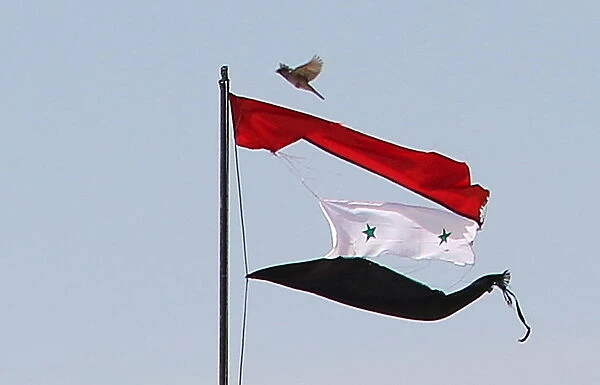 A bird flies near a torn Syrian national flag in the city of Qamishli