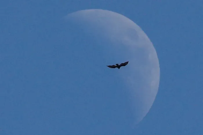 Framed Print : A bird flies past the moon as U. S. President Donald Trump participates in a round of golf Framed Print : A bird flies past the moon as U. S. President Donald Trump participates in a round of golf