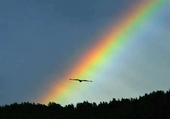 Framed Print : A bird flies as a rainbow arches over a Taiga foreset some 55 km (34 miles) south Framed Print : A bird flies as a rainbow arches over a Taiga foreset some 55 km (34 miles) south