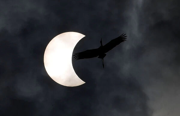 Bird flies during the solar eclipse in Bangkok