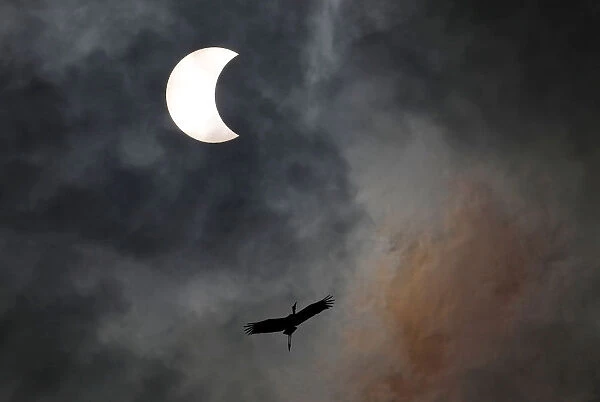 A bird flies during the solar eclipse in Bangkok