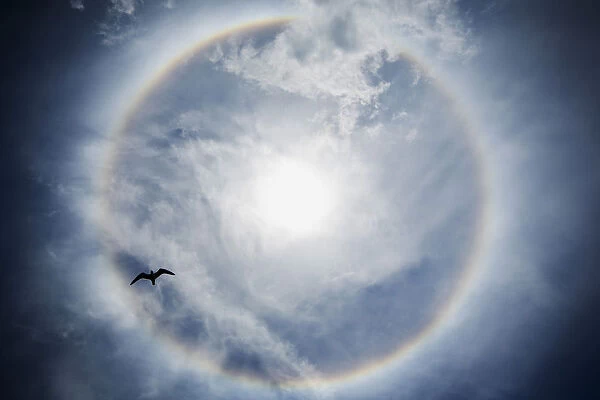 A bird flies underneath an atmospheric phenomenon known as a sun dog in the sky over