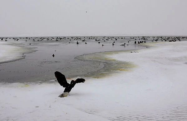 A bird with frozen feathers tries to fly at the frozen Dojran lake