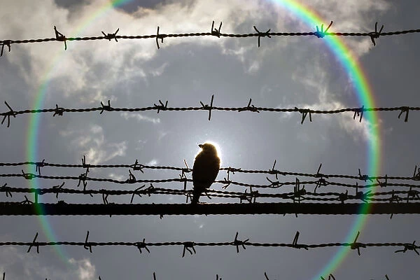 A bird is perched on barbed wire that surrounds the Jilava prison near Bucharest