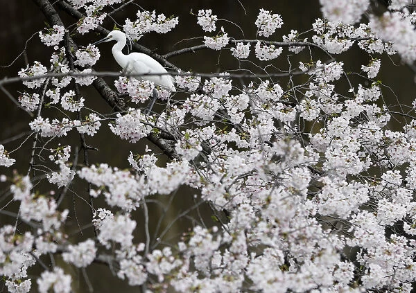 A bird perches on cherry blossoms in almost full bloom in Tokyo