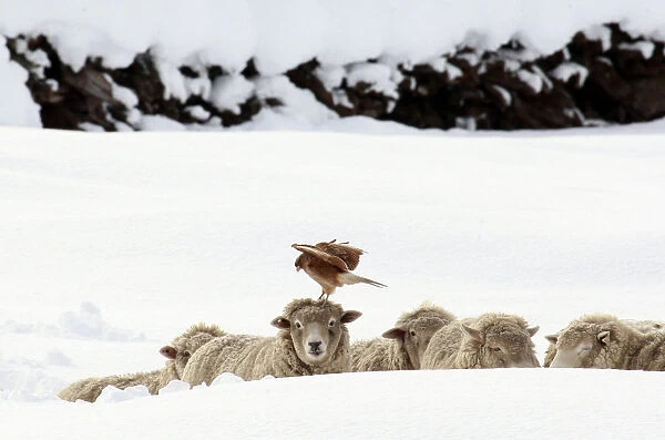 A bird rests on the head of a sheep after a heavy snowfall at Balmaceda town