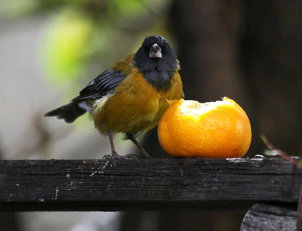 A bird is seen in the Mariana Machicaos garden in La Paz