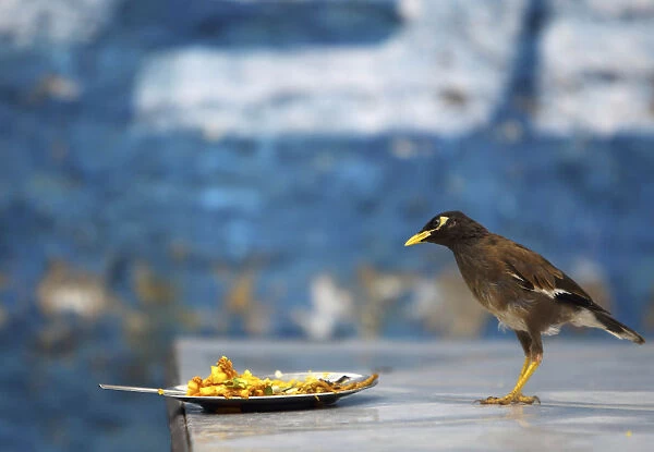 A bird is seen as it waits to eat from a leftover plate in Kathmandu