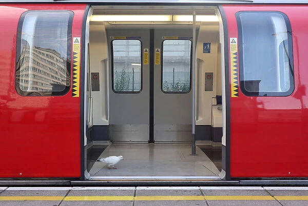 A bird walks inside a commuter underground tube train at Stratford station, east London