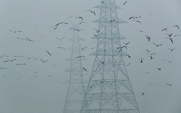 Birds fly next to electricity pylons on a smoggy afternoon in the old quarters of Delhi