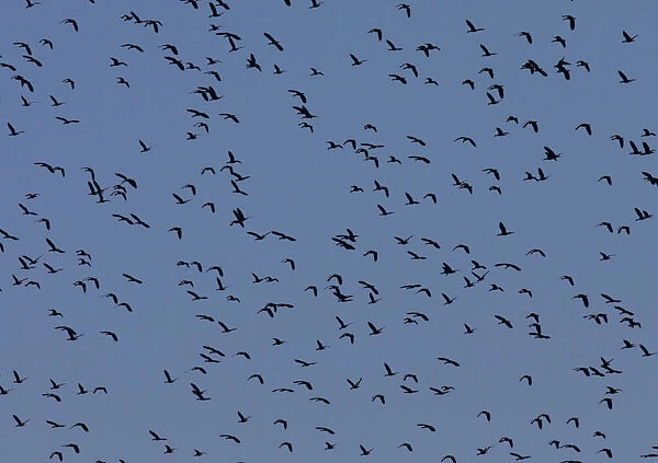 Birds fly in formation across the sky near the beach in Tuxpan
