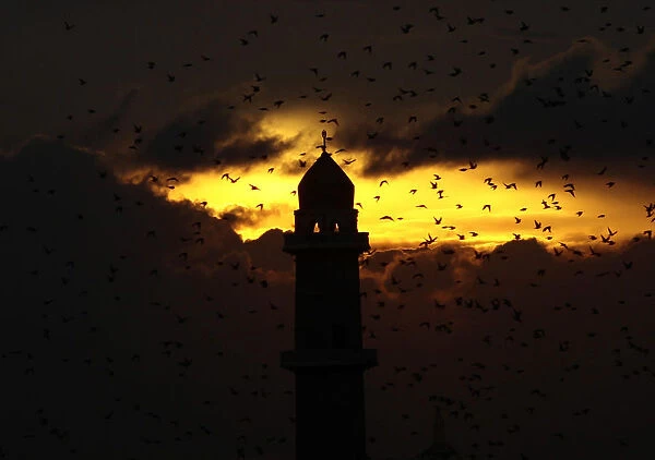 Birds fly above a mosque during sunset in Algiers