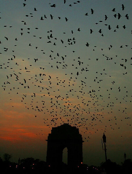 Birds fly near New Delhis India Gate at dusk