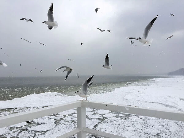 Birds fly over the partly frozen Baltic sea near the Orlowo pier in Gdynia