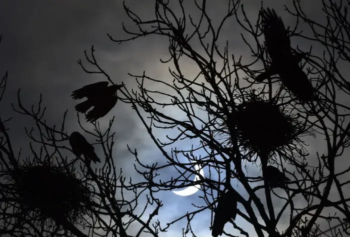 Framed Print : Birds fly and settle on trees as a partial solar eclipse is seen, near Bridgwater Framed Print : Birds fly and settle on trees as a partial solar eclipse is seen, near Bridgwater