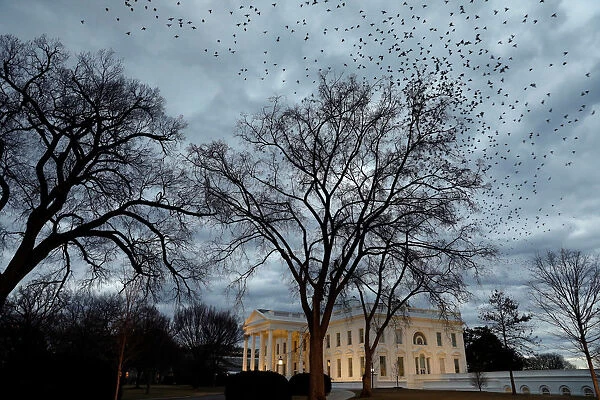 Birds fly over the White House in Washington