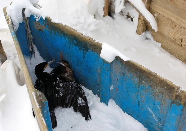 Birds gather to warm themselves in a boat at the frozen Dojran lake