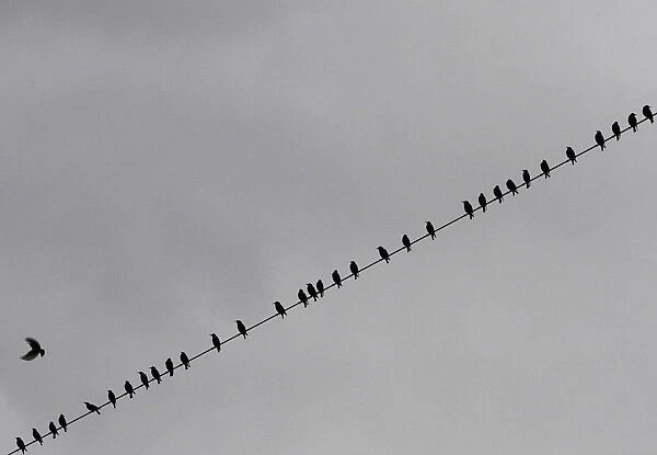 Birds perch on power lines above farmland near Tirana