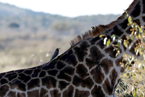 Birds are seen on the back of a giraffe in the Msai Mara National Reserve