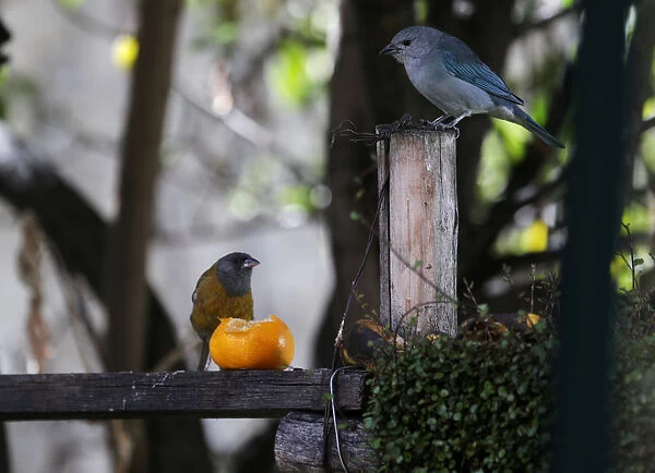 Birds are seen in the Mariana Machicaos garden in La Paz