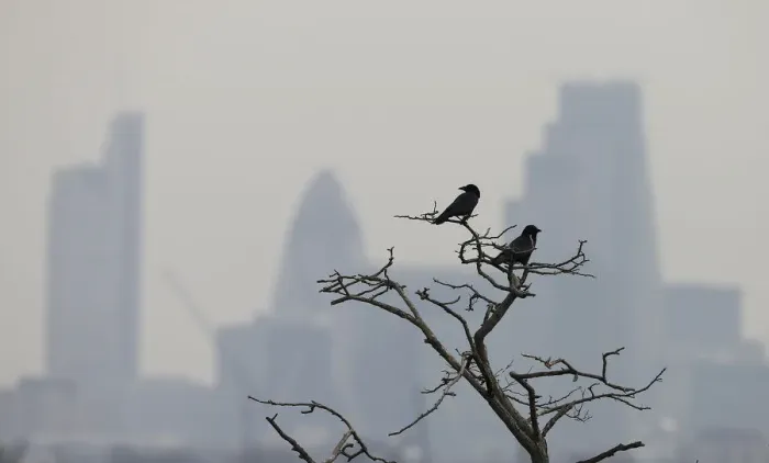 Framed Print : Birds sit on a tree branch in Hampstead Heath as smog surrounds the City of London Framed Print : Birds sit on a tree branch in Hampstead Heath as smog surrounds the City of London