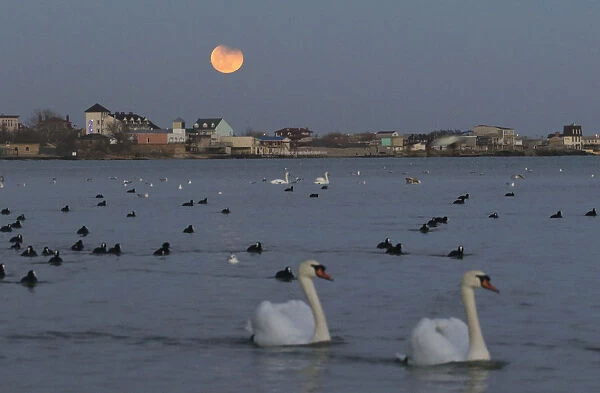 Birds swim in the waters of the Black Sea, with a full moon seen in the background