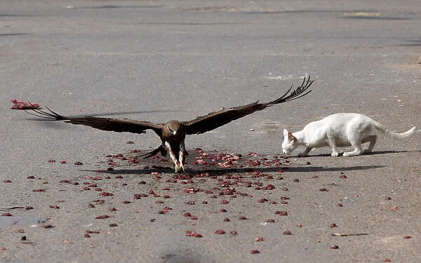 Black kite flies past a cat to catch a piece of meat in Karachi