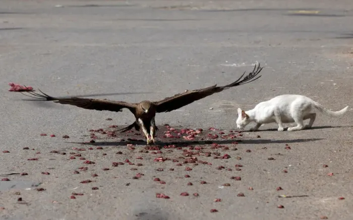 Framed Print : Black kite flies past a cat to catch a piece of meat in Karachi Framed Print : Black kite flies past a cat to catch a piece of meat in Karachi