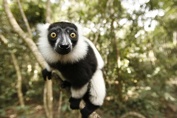 A Black and White Ruffed Lemur clings to a branch at the Monkeyland Primate Sanctuary