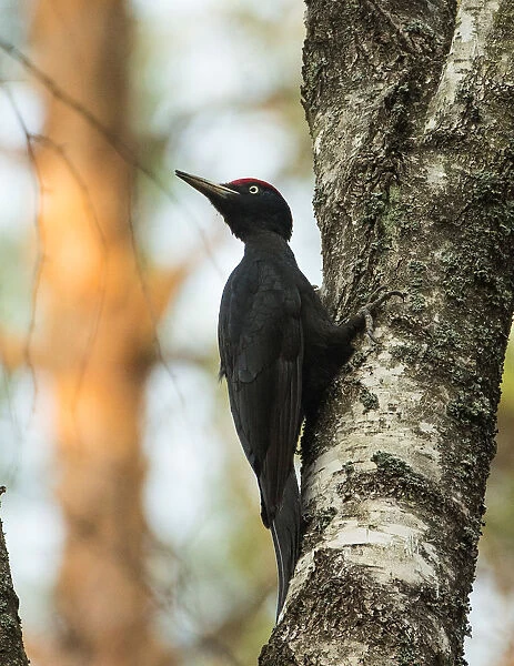 Black woodpecker is seen on a tree in a forest near the village of Vyganashchy