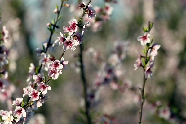 Blossoming peach trees are seen in an orchard in Melilla, on the outskirts of Montevideo