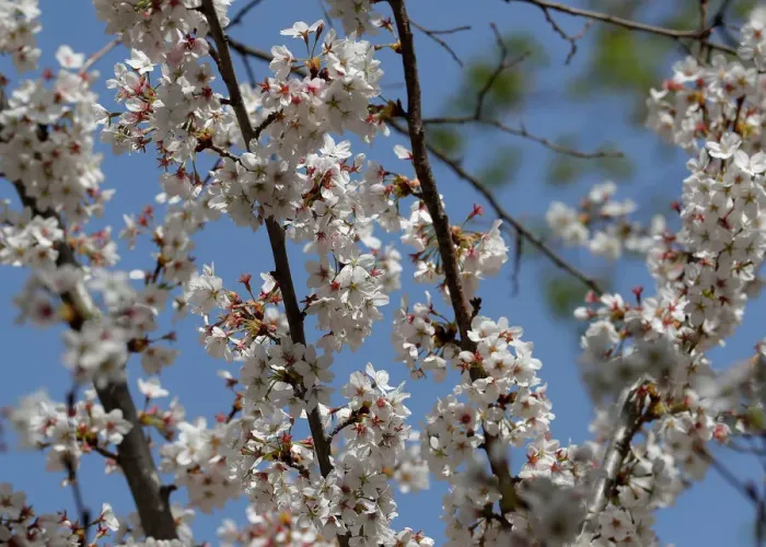 Framed Print : Blossoms are seen in a public garden in Vienna