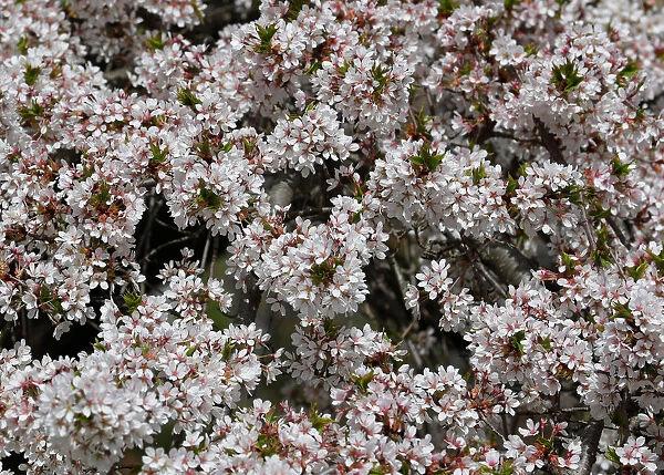 Blossoms are seen in a public garden in Vienna