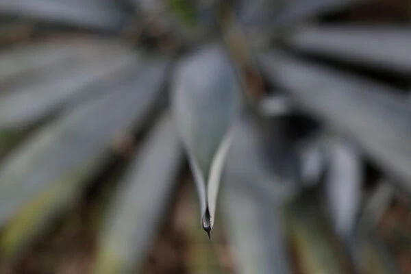 Blue agave is pictured in Tequila, Jalisco
