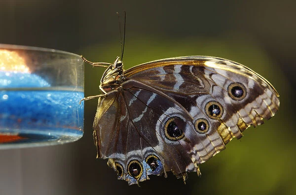 Blue Morpho butterfly clings to dish at American Museum of Natural History in New York
