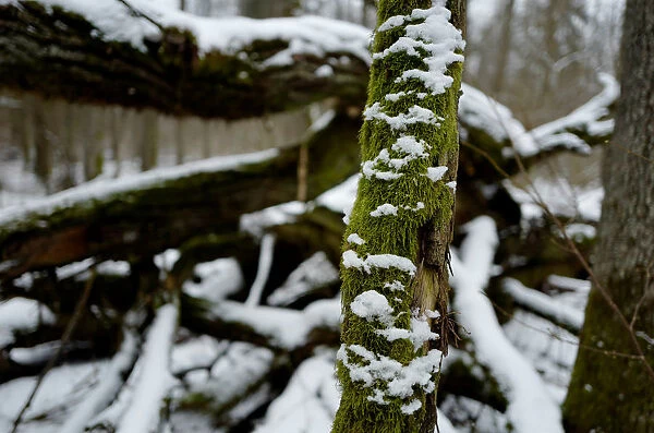 Bough covered with moss and snow is seen in Bialowieza forest